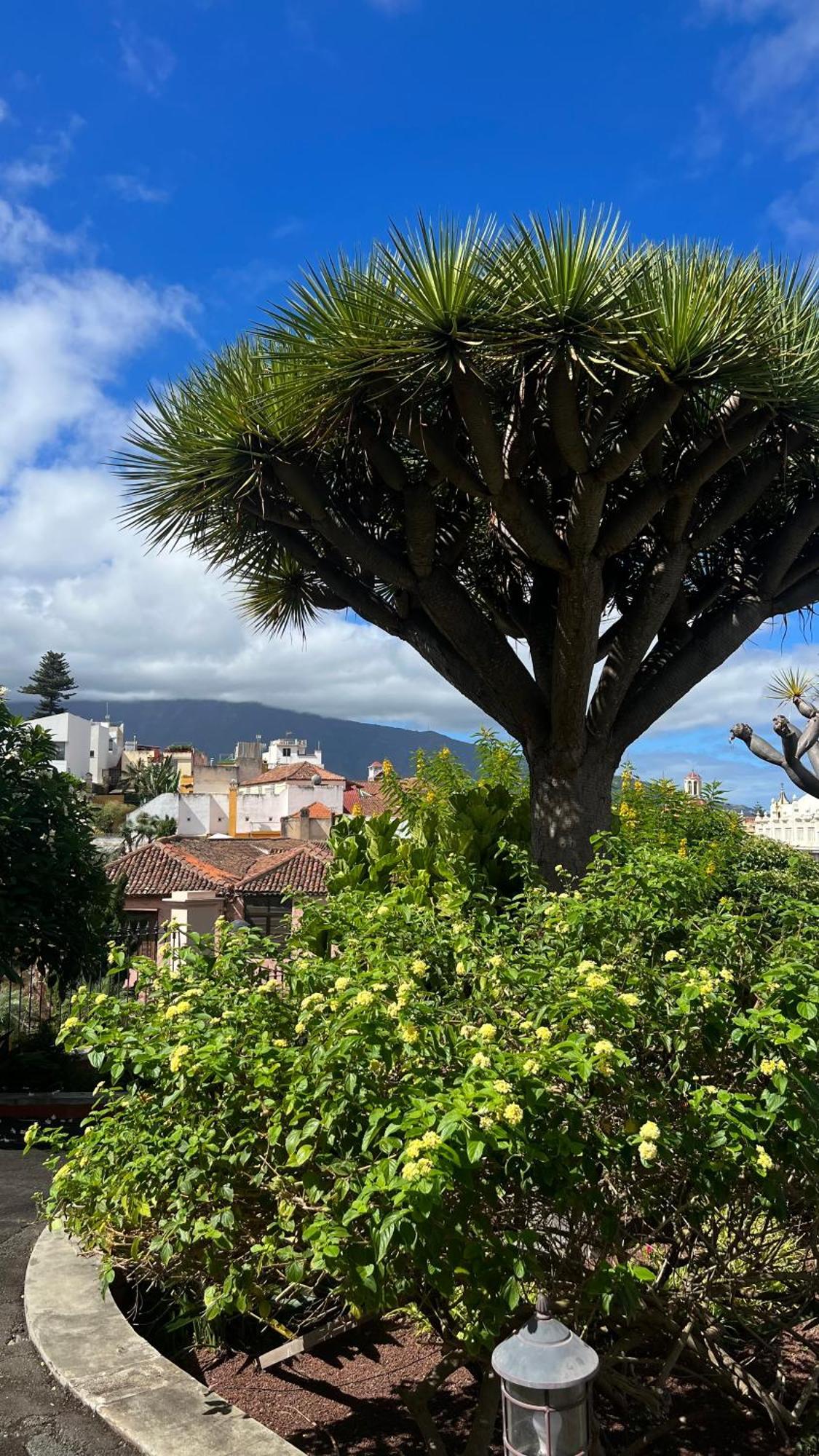 Appartement Tenerife Te Espera! à Icod De Los Vinos Extérieur photo
